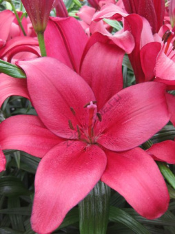 Лилия ЛА-Гибрид Пёпл Даймонд