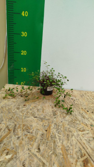 Муленбекия D9