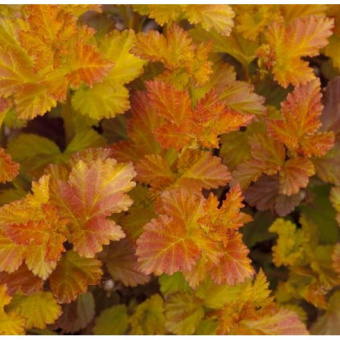 Пузыреплодник калинолистный Амбер Джубели