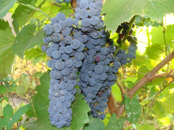 pravila-posadki-i-uhoda-za-amurskim-vinogradom-v-sibiri-photo-or