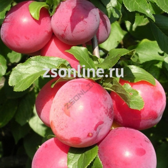 НоменклатураПрисоединенныеФайлы