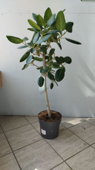 Фикус Бенгальский Одри на штамбе 24/85