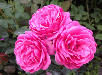 Роза флорибунда Маджента Диадем