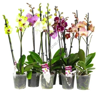 Фаленопсис Китайский микс 2 ветки D10см H40 см