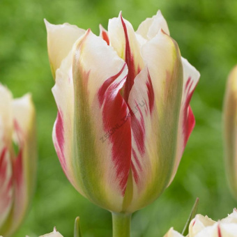 1730c9b656b93f939ea179867b98493d