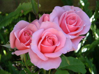 Роза Виктори (спрей, ярко-роз) Волжский Сад