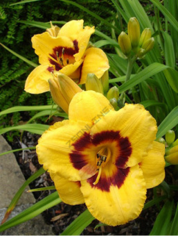 Лилейник гибридный Блэкберри Кенди