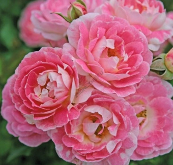 rose-flirt-2011