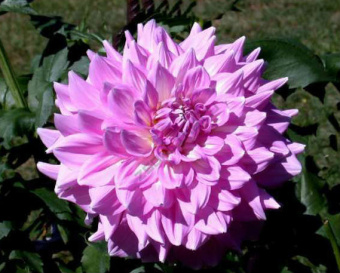 c8c6d6747c4bf1d8c0efdf73afaed6ca