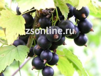 Изображение загружено обработкой по данным файла Excel