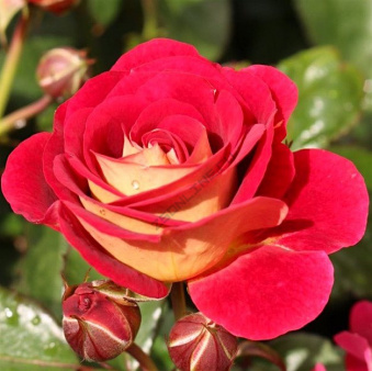 Роза флорибунда Ди Зеенсверте, C 7, 30-40 см
