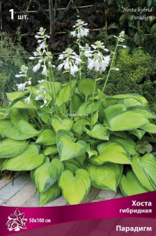 Изображение загружено обработкой по данным файла Excel