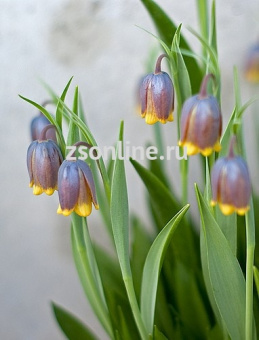 Изображение загружено обработкой по данным файла Excel