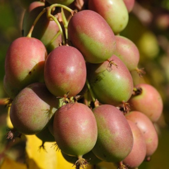 Актинидия аргута V3-5 л