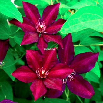 Изображение загружено обработкой по данным файла Excel