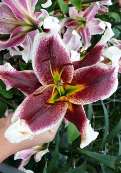 Лилия ОТ-Гибрид Мисс Пэчворк