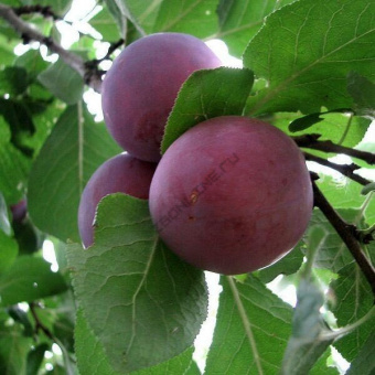 d075083c-883d-11eb-80ff-00155d0c361e