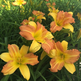 Лилейник гибридный ЭвериДейлили Панч Йеллоу