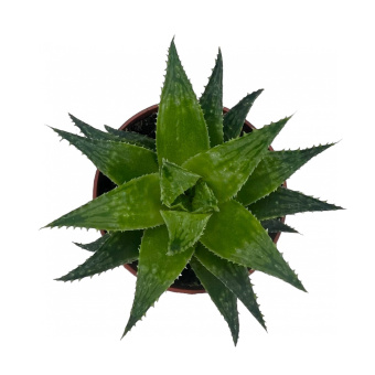 Хавортия 5/10 см