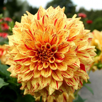 Георгин Decorative 71504