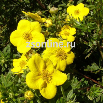 Изображение загружено обработкой по данным файла Excel