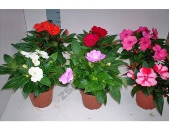 Бальзамин D9см H15см