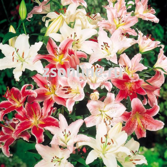 Изображение загружено обработкой по данным файла Excel