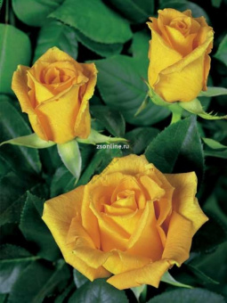 Изображение загружено обработкой по данным файла Excel