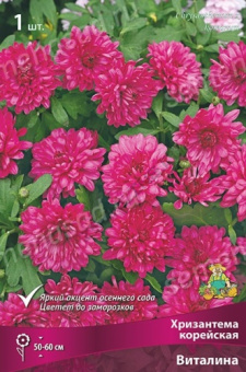 Хризантема корейская Виталина/К
