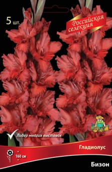 Гладиолус Бизон 10-12/К 5шт