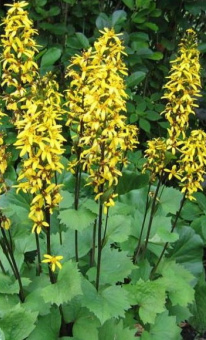 Бузульник узкоголовчатый Боттл Рокет