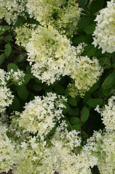 Гортензия метельчатая Дентель Де Горрон