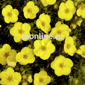 Изображение загружено обработкой по данным файла Excel