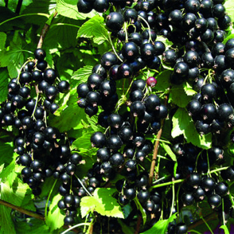 Смородина черная Дар Смольяниновой 