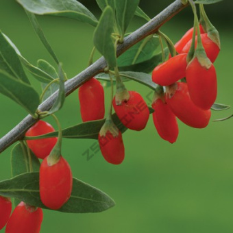 Годжи в асс. V1,5 л