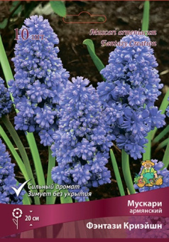 Мускари армянский Фэнтази Криэйшн 7-8/К 10шт