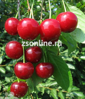 НоменклатураПрисоединенныеФайлы