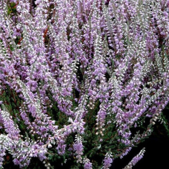 Вереск обыкновенный Сильвер Найт/ЦКор