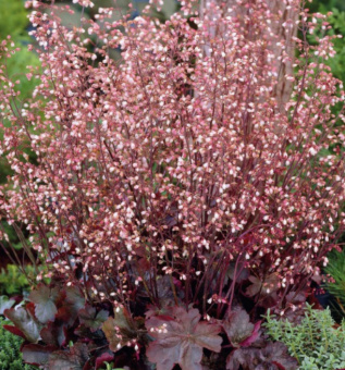 Гейхера гибридная Мини Маус