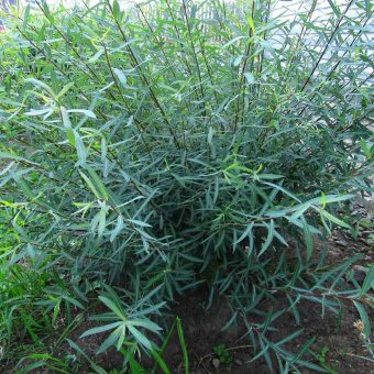 6e240923800816c68c4281a5257c4d56