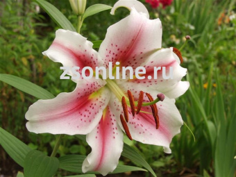 Изображение загружено обработкой по данным файла Excel