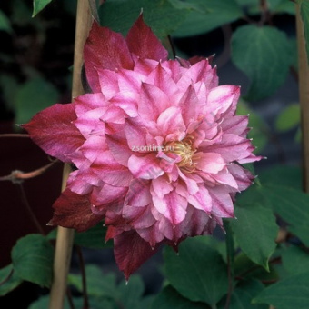 Изображение загружено обработкой по данным файла Excel