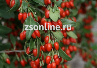 Изображение загружено обработкой по данным файла Excel