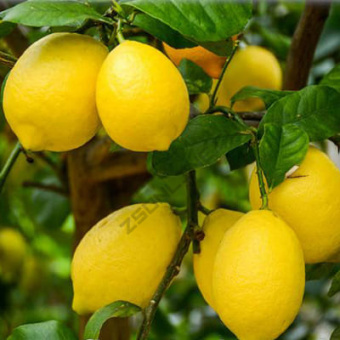 Цитрус Лимон Лунарио V1.5-2л (П)