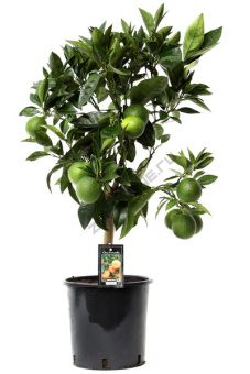 Цитрус микс D22см H85см