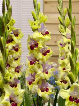 75608-Gladiolus-Oracle