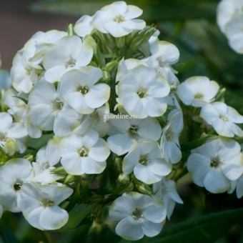 Изображение загружено обработкой по данным файла Excel