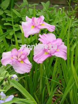 Изображение загружено обработкой по данным файла Excel