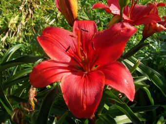 Лилия Азиатская Прунотто