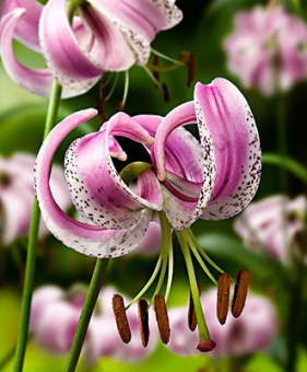 Лилия Ланконгская